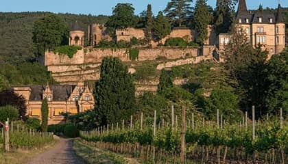 muller catoir Wein