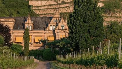 muller catoir Weingut