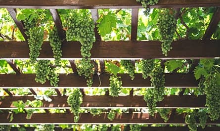 Chardonnay